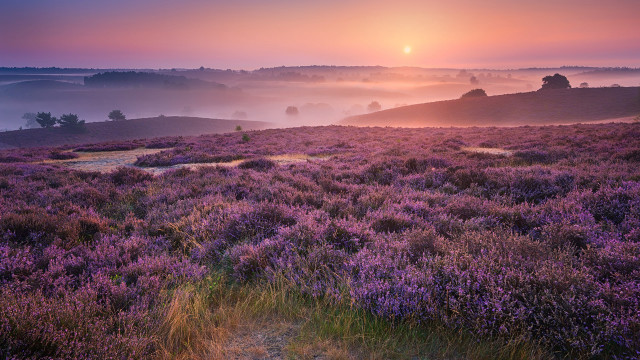 Sunset foggy hill path impressionist free wallpaper for desktop - medium preview image