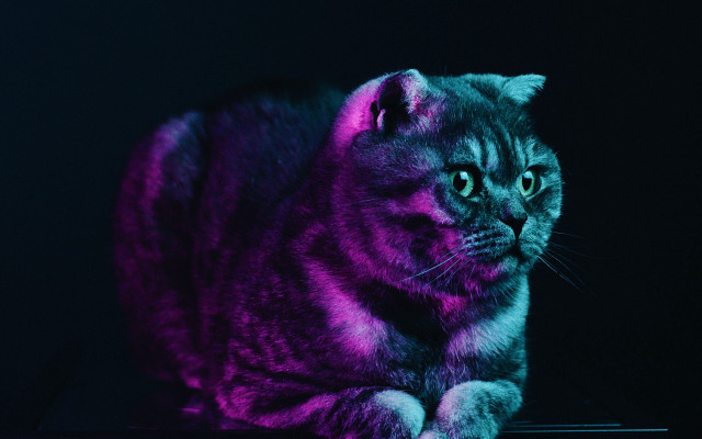 Cat purple light hologram monster free wallpaper for desktop - medium preview image