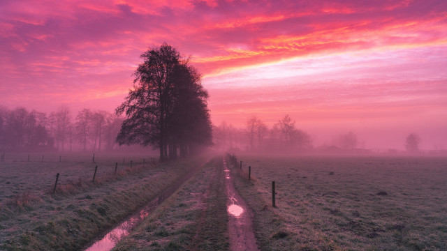 Foggy sunset field tree fence free wallpaper for desktop - medium preview image