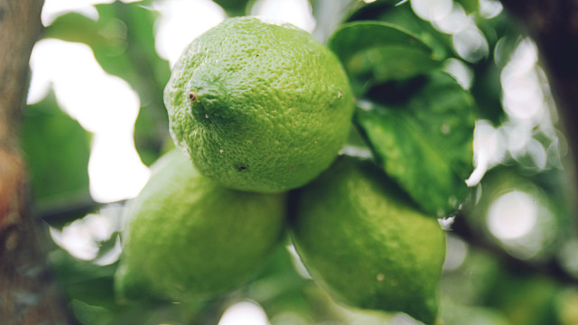 Lime tree green fruit blurred free wallpaper for desktop - medium preview image