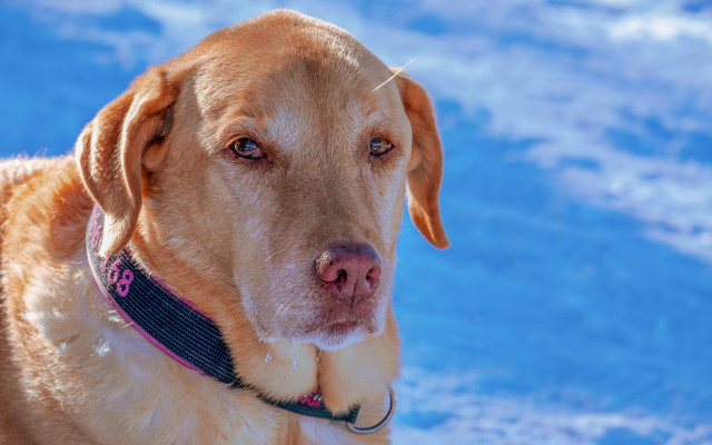 Dog smiling shiba inu snow free wallpaper for desktop - medium preview image