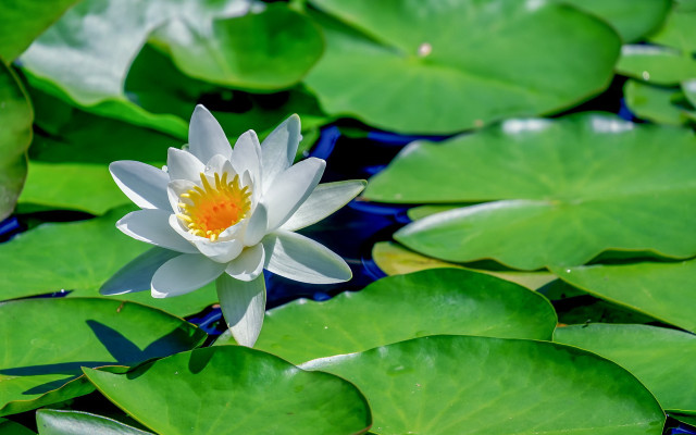 White yellow flower pond water free wallpaper for desktop - medium preview image