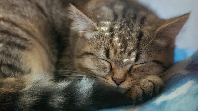 Cat sleeping blanket closed eyes free wallpaper for desktop - medium preview image