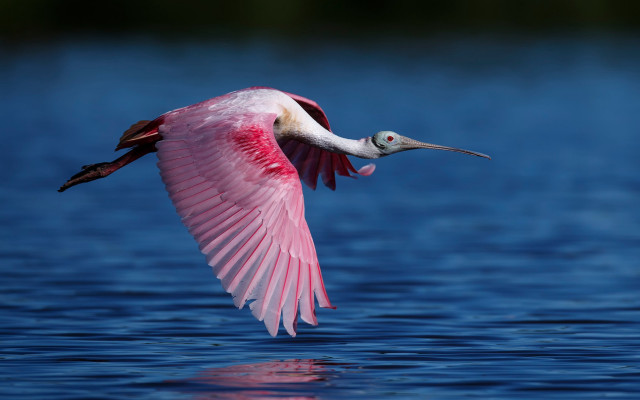 Pink bird flying over water #3 free wallpaper for desktop - medium preview image