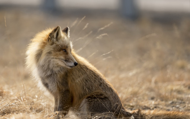 Fox field drygrass wildlife focus free wallpaper for desktop - medium preview image