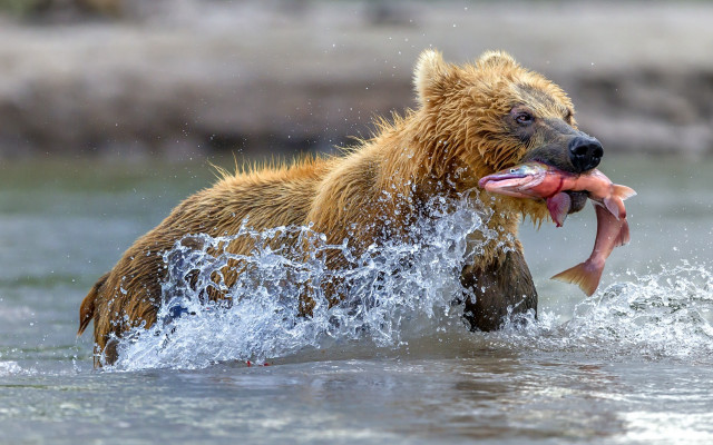 Bear fish water open mouth free wallpaper for desktop - medium preview image