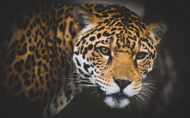 Leopard closeup blackbackground blurry background free wallpaper for desktop - medium preview image
