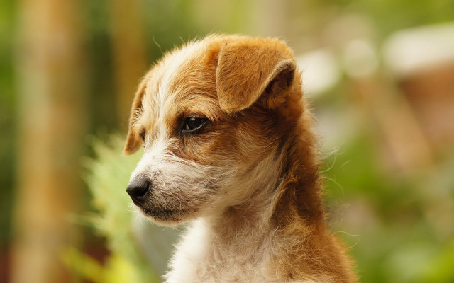 Shiba inu sad dog tilt free wallpaper for desktop - medium preview image