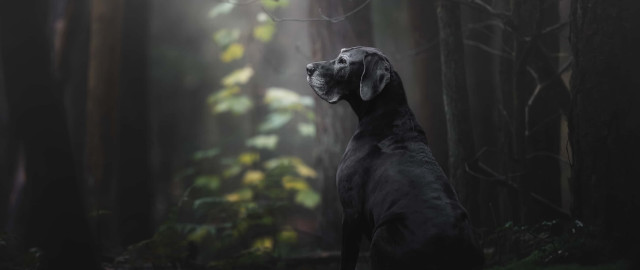 Dog forest fog photorealistic art free wallpaper for desktop - medium preview image