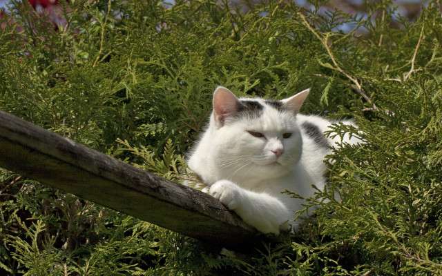 Cat wooden rail bush green free wallpaper for desktop - medium preview image