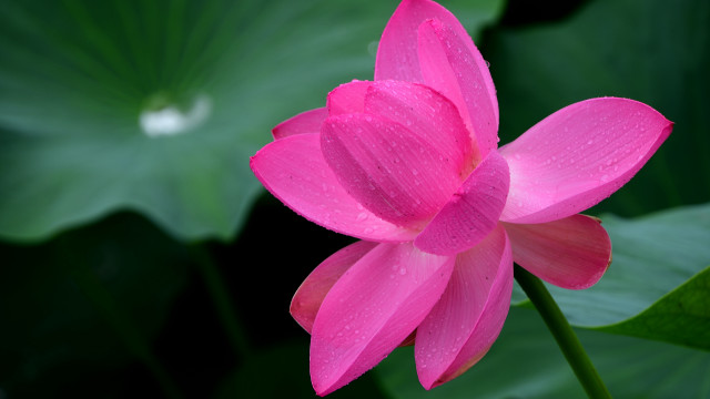 Pink flower water droplets green #5 free wallpaper for desktop - medium preview image