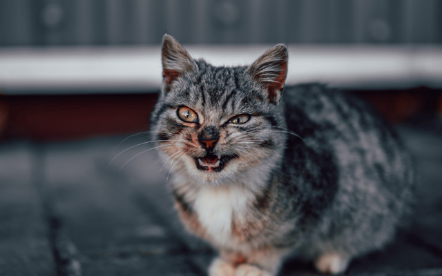 Surprised cat on ground realistic free wallpaper for desktop - medium preview image