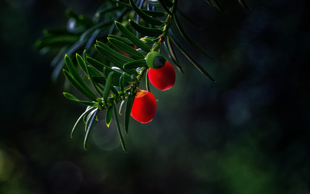 Red fruits hanging leaves bamboo free wallpaper for desktop - medium preview image