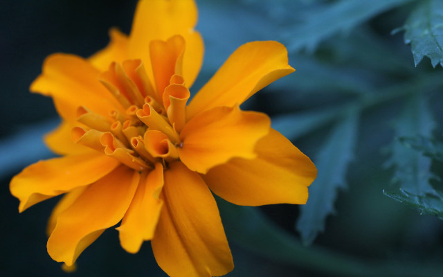 Yellow sunflower green leaves macro free wallpaper for desktop - medium preview image