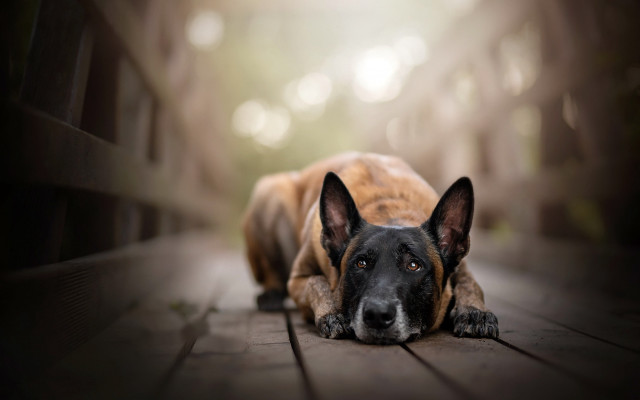 Dog laying wooden floor blurry free wallpaper for desktop - medium preview image