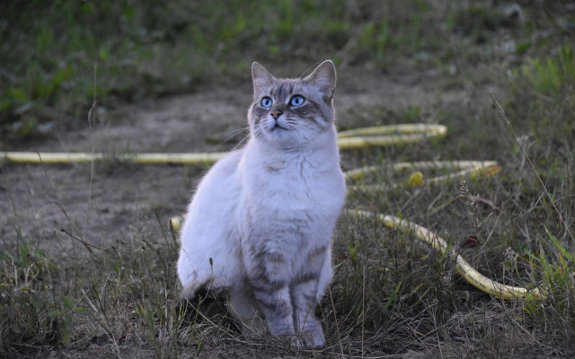 Cat blue eyes grass hose free wallpaper for desktop - medium preview image