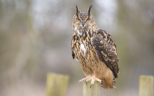 Brown owl wooden post forest free wallpaper for desktop - medium preview image