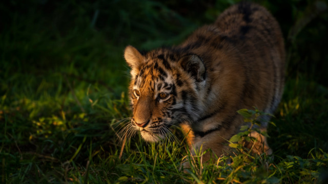 Tiger lush green field forest free wallpaper for desktop - medium preview image