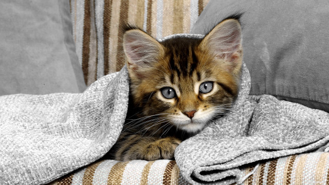 Kitten couch blanket sad eyes free wallpaper for desktop - medium preview image