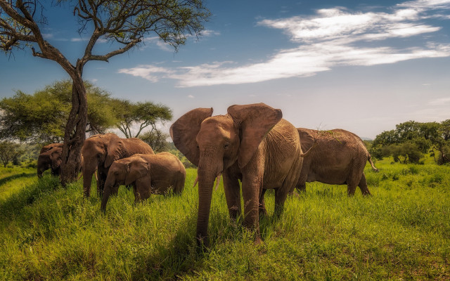 Elephants lush green field tree free wallpaper for desktop - medium preview image