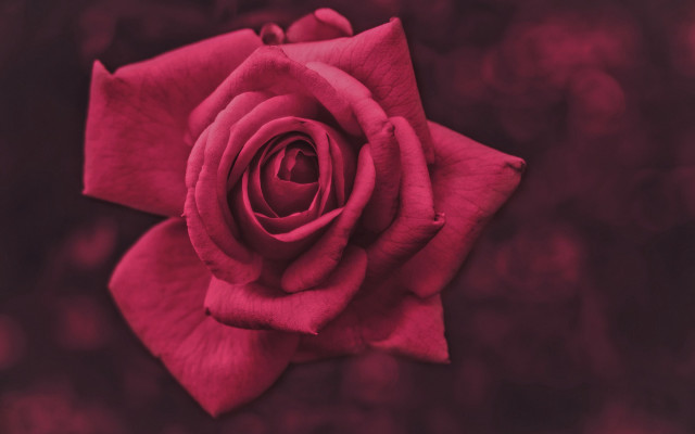 Red rose closeup macro flower free wallpaper for desktop - medium preview image