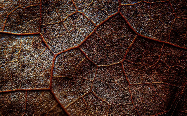 Leaf brown pattern macro nature free wallpaper for desktop - medium preview image