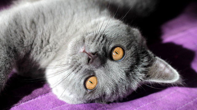 Gray cat purple blanket space free wallpaper for desktop - medium preview image