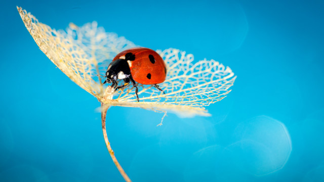 Ladybug leaf blue background macro free wallpaper for desktop - medium preview image