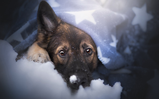 Dog sad snow head depth free wallpaper for desktop - medium preview image