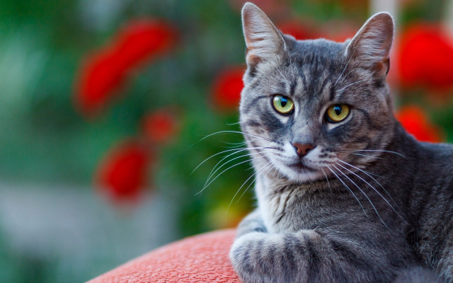 Cat red couch green eyes free wallpaper for desktop - medium preview image