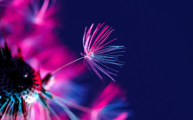 Dandelion blue background pink blue free wallpaper for desktop - medium preview image