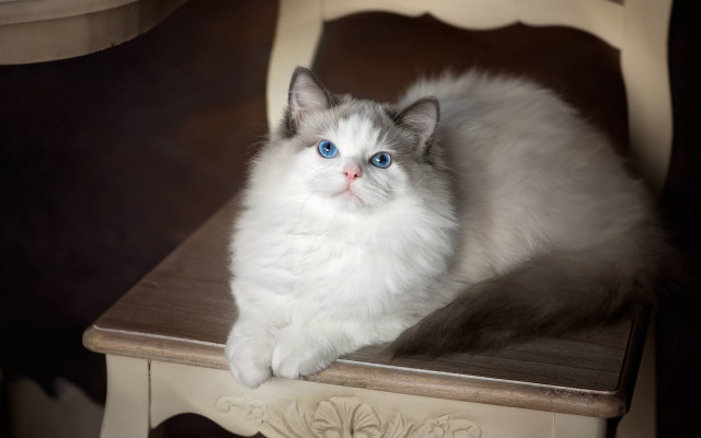White cat blue eyes marble free wallpaper for desktop - medium preview image