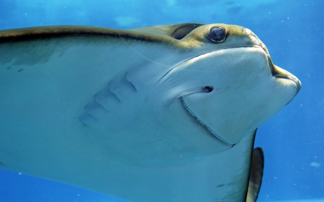 Large fish long nose smiling free wallpaper for desktop - medium preview image