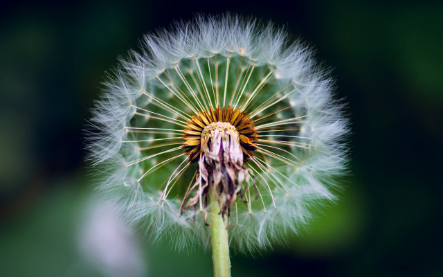 Dandelion blurry background macro photorealism free wallpaper for desktop - medium preview image