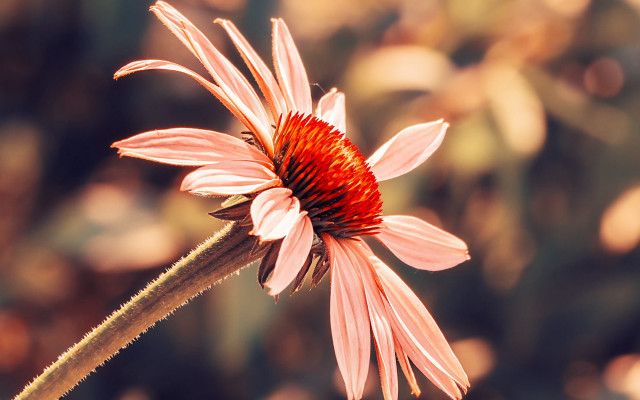 Pink flower red center bokeh free wallpaper for desktop - medium preview image