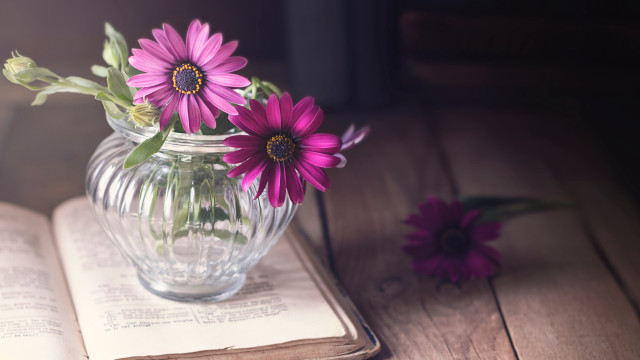 Vase flowers openbook purpleflowers daisylily free wallpaper for desktop - medium preview image