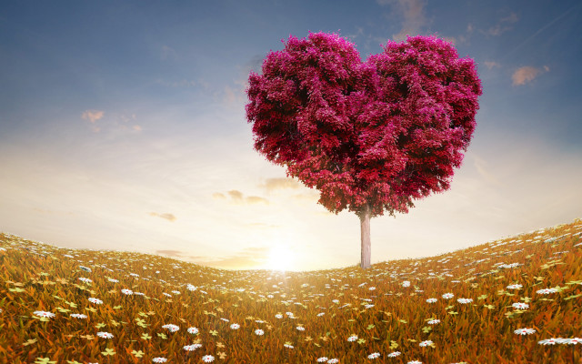 Heart tree daisies sunset romantic free wallpaper for desktop - medium preview image