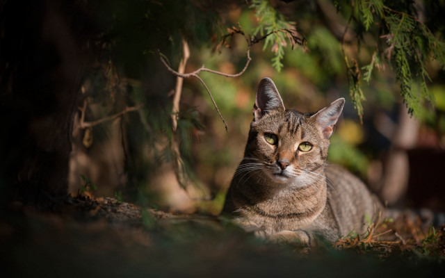 Cat sad under tree yellow free wallpaper for desktop - medium preview image