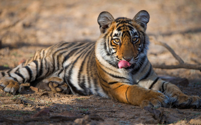 Tiger laying outdoor blurry depthoffield free wallpaper for desktop - medium preview image