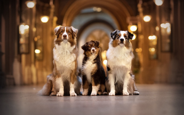 Three dogs hallway arches bokeh free wallpaper for desktop - medium preview image