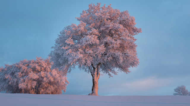 Tree snow blue sky clouds free wallpaper for desktop - medium preview image