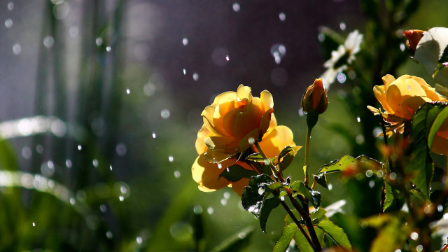 Yellow flower water droplets petals free wallpaper for desktop - medium preview image