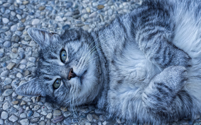Cat back gravel eyes wide free wallpaper for desktop - medium preview image