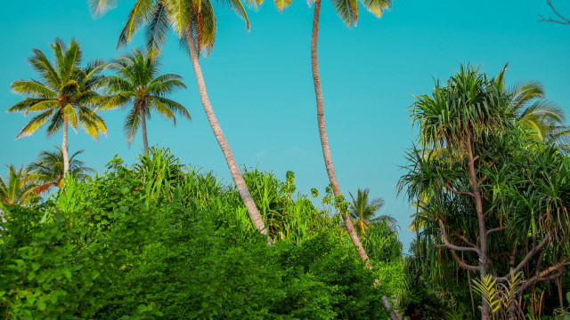 Palm trees forest blue sky free wallpaper for desktop - medium preview image