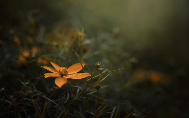 Yellow flower grass background macro free wallpaper for desktop - medium preview image