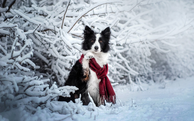 Dog snow winter scarf blackwhite free wallpaper for desktop - medium preview image