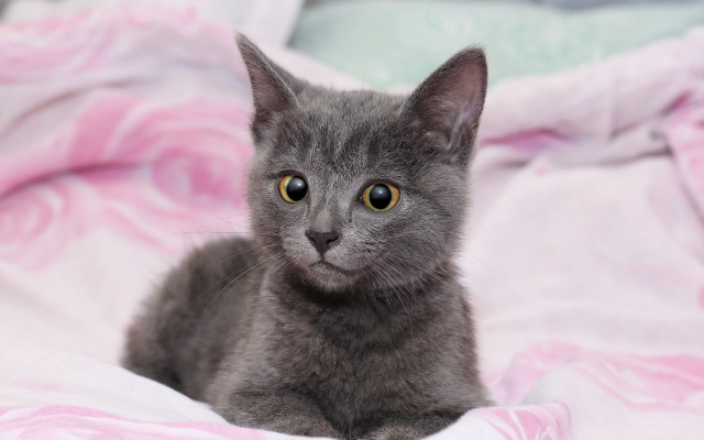 Gray kitten pink blanket curious free wallpaper for desktop - medium preview image