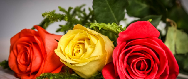 Roses blue flowers black white free wallpaper for desktop - medium preview image