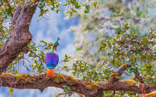 Colorful bird forest mountain primivitism free wallpaper for desktop - medium preview image