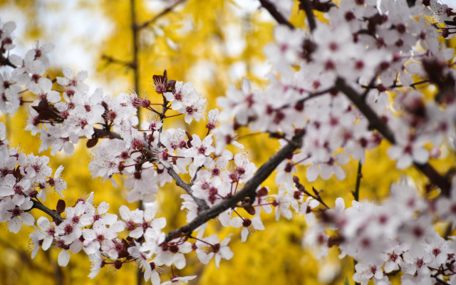 Cherry blossoms flower field impressionism free wallpaper for desktop - medium preview image